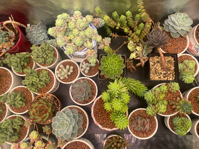 The Hot Question – Is Hydroponics Produce Organic or Not?
